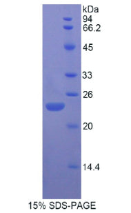 Figure 1. SDS-PAGE