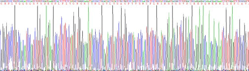 Recombinant Rat Fibroblast Growth Factor 15 (FGF15)