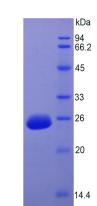 Figure 3. SDS-PAGE