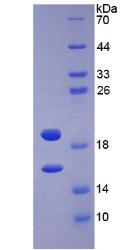 Figure 3. SDS-PAGE