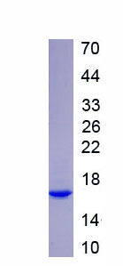 Figure 2. SDS-PAGE