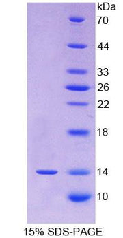 Figure 1. SDS-PAGE