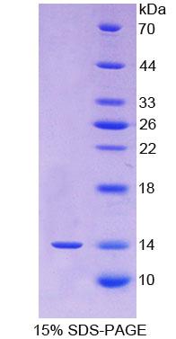 Figure 1. SDS-PAGE