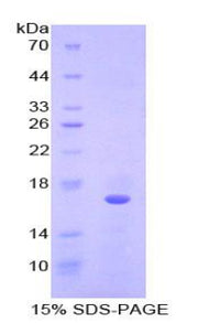 Figure 1. SDS-PAGE