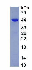 Figure 1. SDS-PAGE