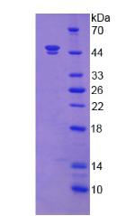 Figure 2. SDS-PAGE