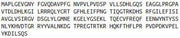 Recombinant Fibroblast Growth Factor 9 (FGF9), RPU41450