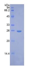Figure 2. SDS-PAGE