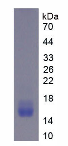 Figure 1. SDS-PAGE