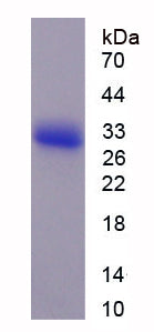 Figure 1. SDS-PAGE