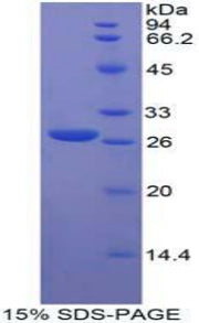 Figure 1. SDS-PAGE