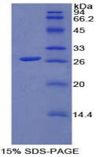 Figure 1. SDS-PAGE