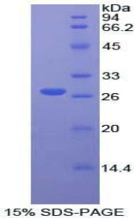 Figure 1. SDS-PAGE