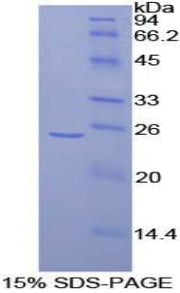 Figure 1. SDS-PAGE