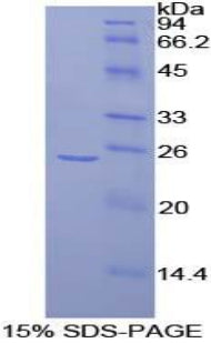 Figure 1. SDS-PAGE