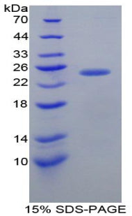Figure 1. SDS-PAGE