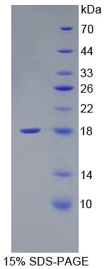 Figure 2. SDS-PAGE