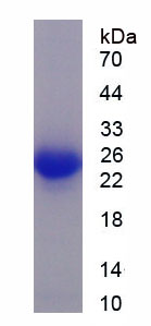 Figure 1. SDS-PAGE