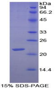 Figure 1. SDS-PAGE