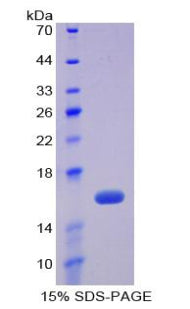 Figure 1. SDS-PAGE