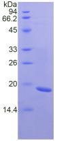 Figure 2. SDS-PAGE