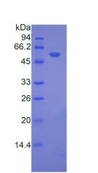 Figure 2. SDS-PAGE