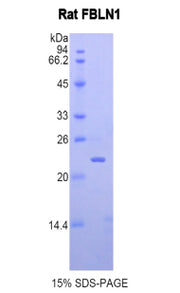 Figure 1. SDS-PAGE