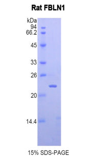 Figure 1. SDS-PAGE