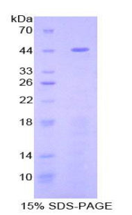 Figure 1. SDS-PAGE