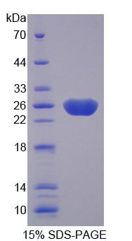 Figure 1. SDS-PAGE