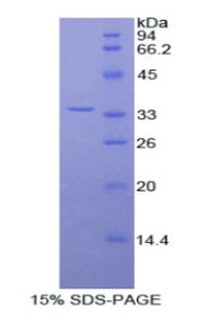 Figure 1. SDS-PAGE