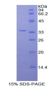 Figure 1. SDS-PAGE