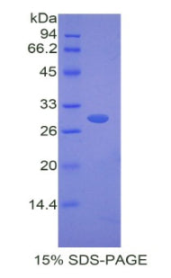Figure 1. SDS-PAGE