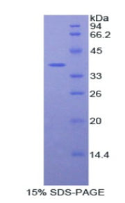 Figure 1. SDS-PAGE