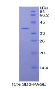 Figure 1. SDS-PAGE