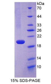 Figure 1. SDS-PAGE