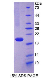 Figure 1. SDS-PAGE