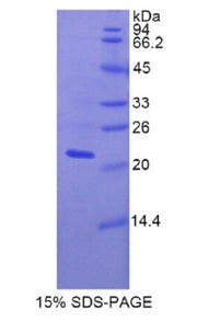 Figure 1. SDS-PAGE