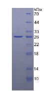 Figure 3. SDS-PAGE