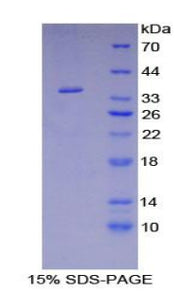 Figure 1. SDS-PAGE