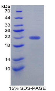 Figure 1. SDS-PAGE