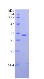 Figure 2. SDS-PAGE