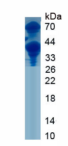 Figure 3. SDS-PAGE