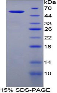 Figure 1. SDS-PAGE