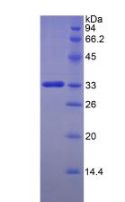 Figure 2. SDS-PAGE