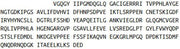 Recombinant FK506 Binding Protein 10 (FKBP10), RPU41502