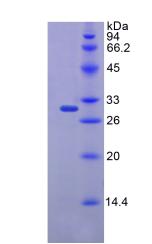 Figure 2. SDS-PAGE