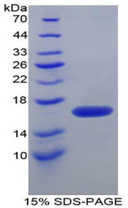 Figure 1. SDS-PAGE