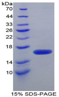 Figure 1. SDS-PAGE