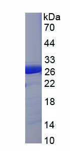 Figure 1. SDS-PAGE
